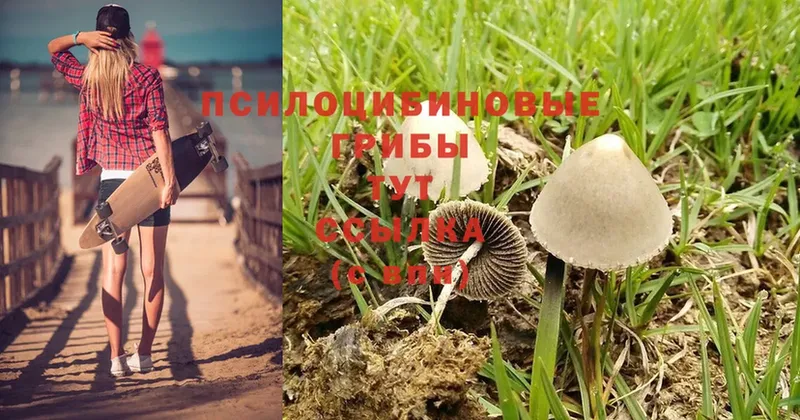 как найти   Долинск  Псилоцибиновые грибы Cubensis 